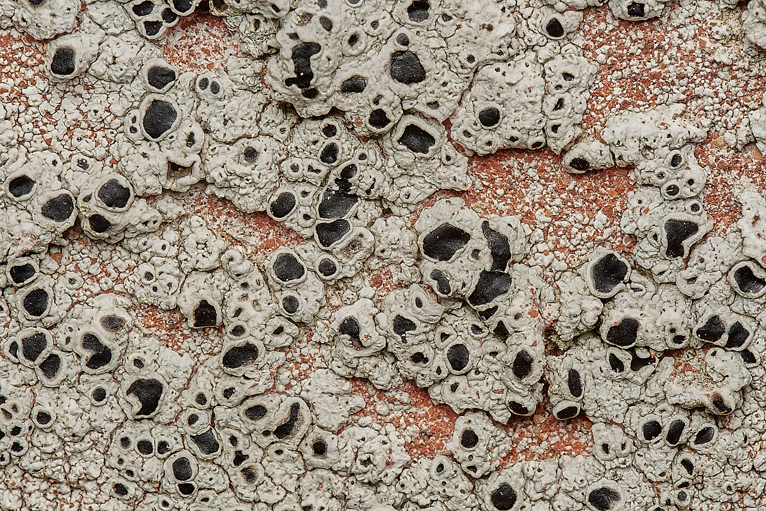 StPeter&PaulLichen19061223-2-NEF_DxO_DeepPRIMEXD