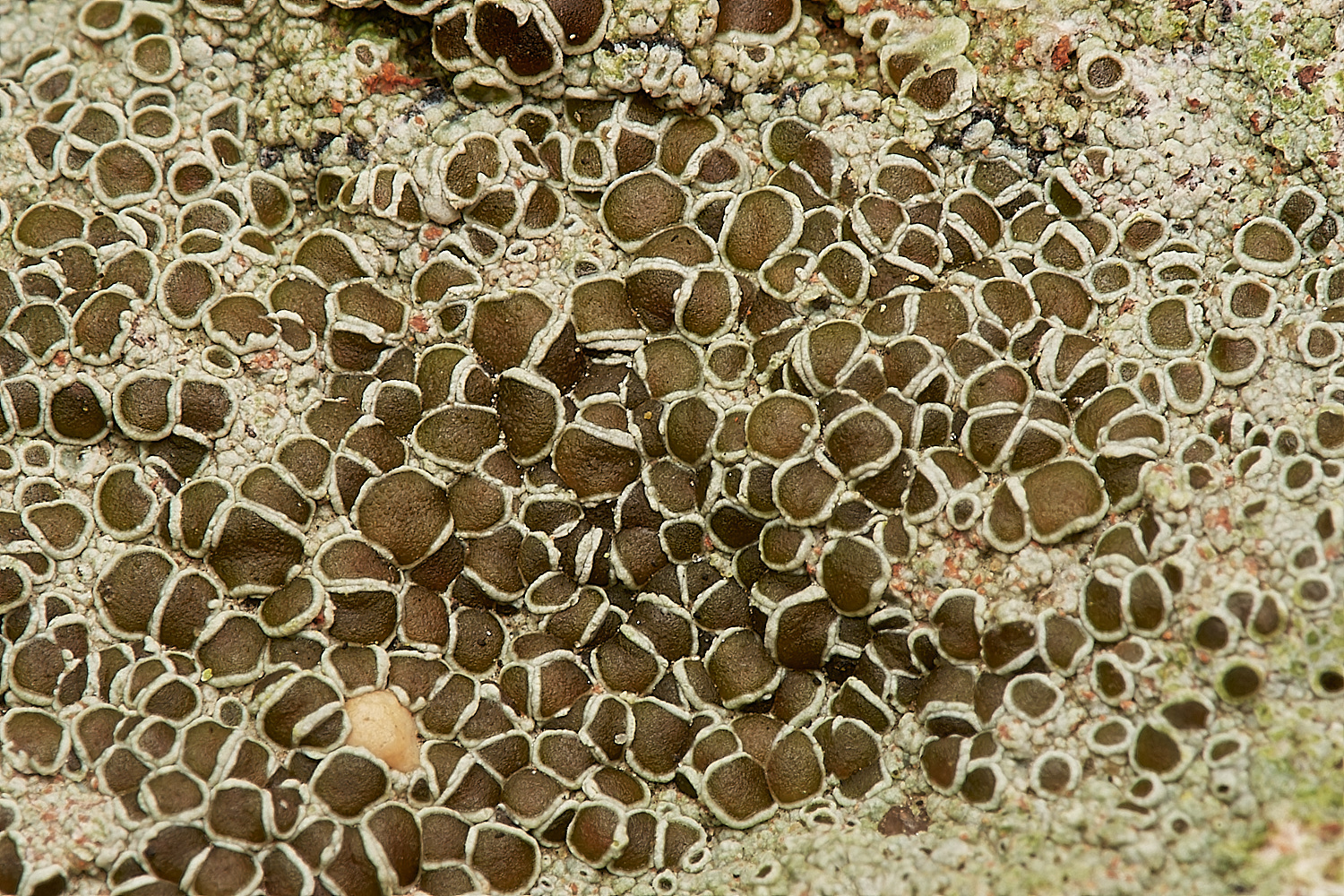 StPeter&PaulLichen2061223-1-NEF_DxO_DeepPRIMEXD