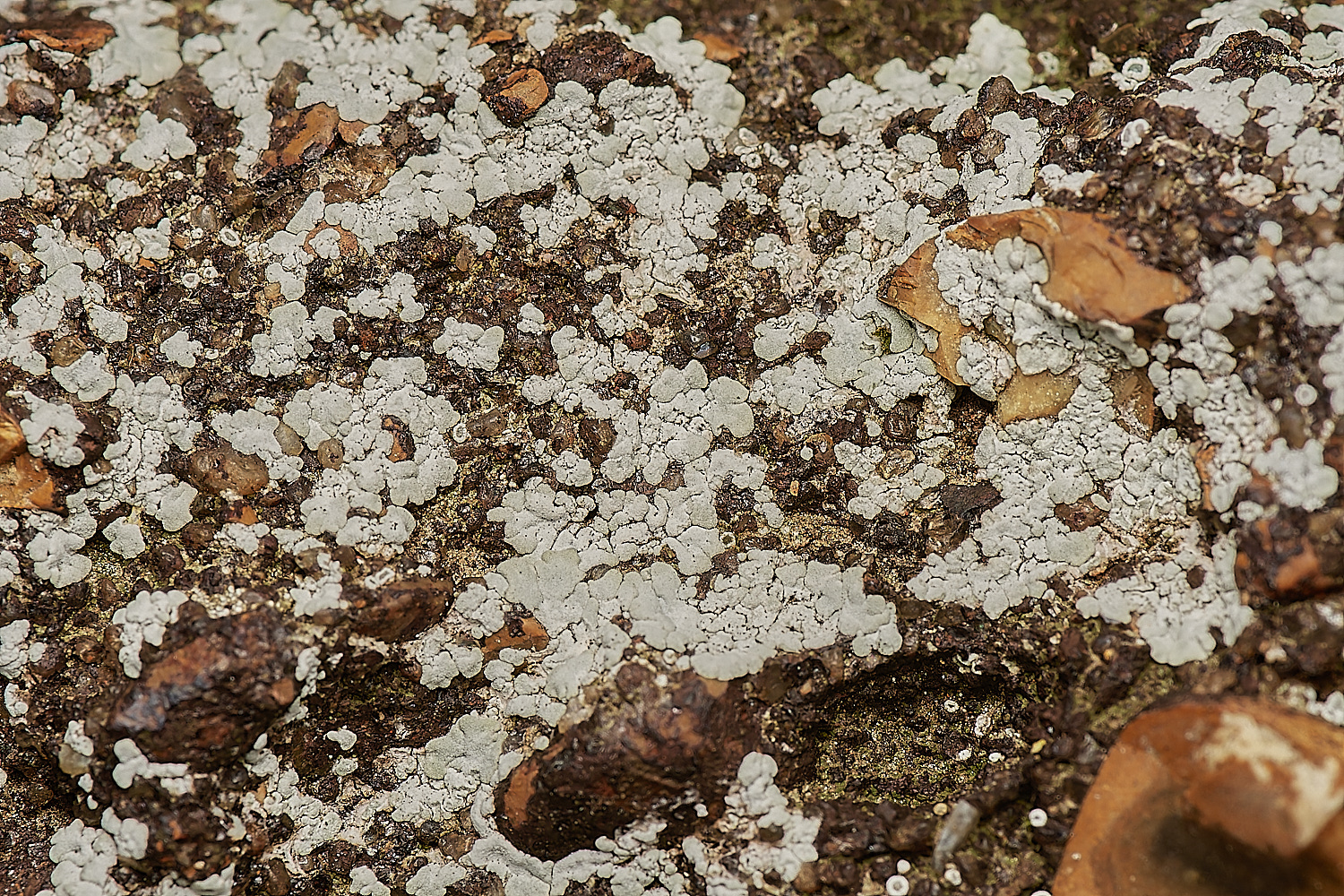 StPeter&PaulLichen21061223-1-NEF_DxO_DeepPRIMEXD