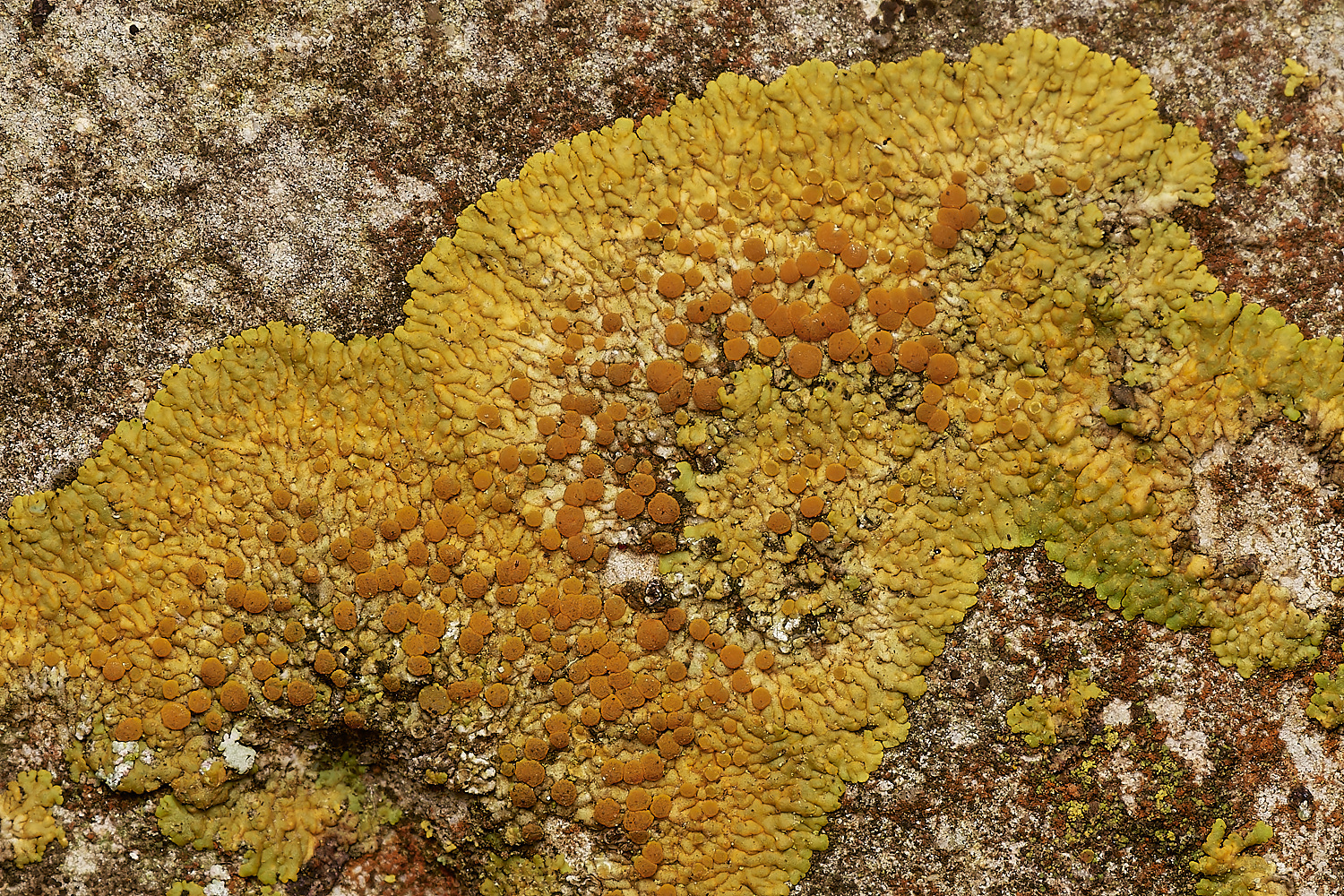 StPeter&PaulLichen22061223-1-NEF_DxO_DeepPRIMEXD