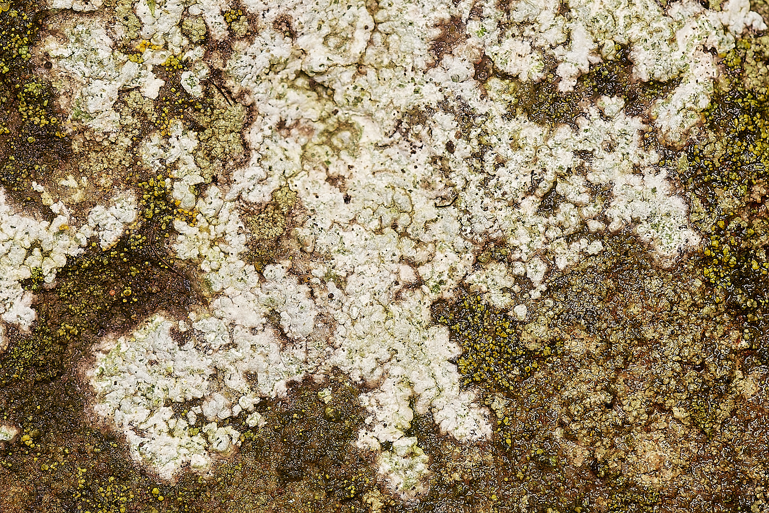 StPeter&PaulLichen3061223-1-NEF_DxO_DeepPRIMEXD