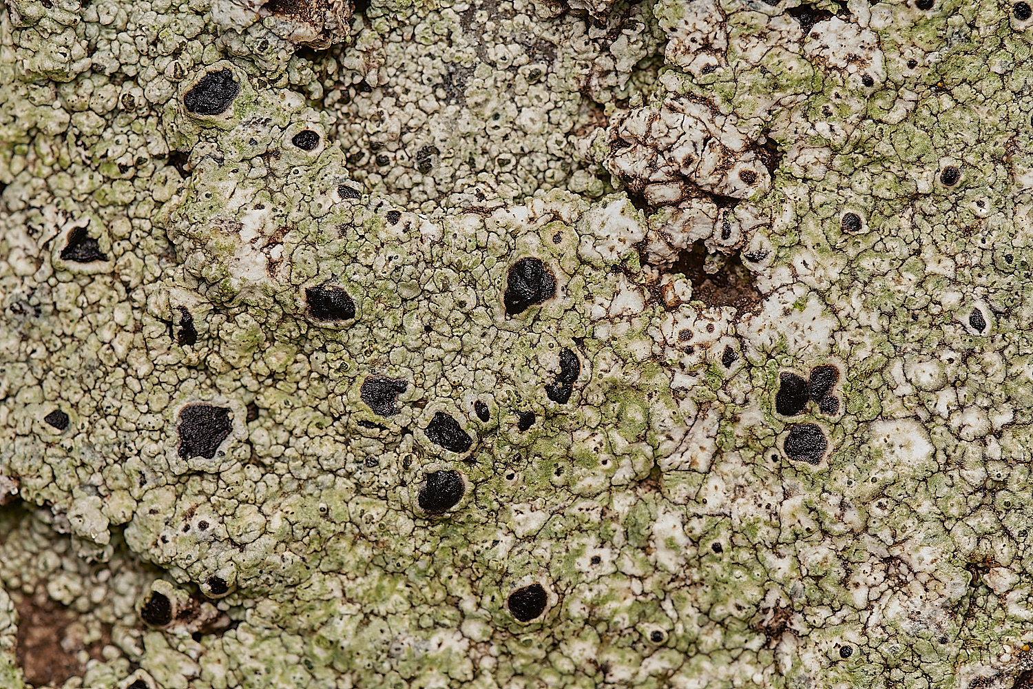 StPeter&PaulLichen4061223-1-NEF_DxO_DeepPRIMEXD