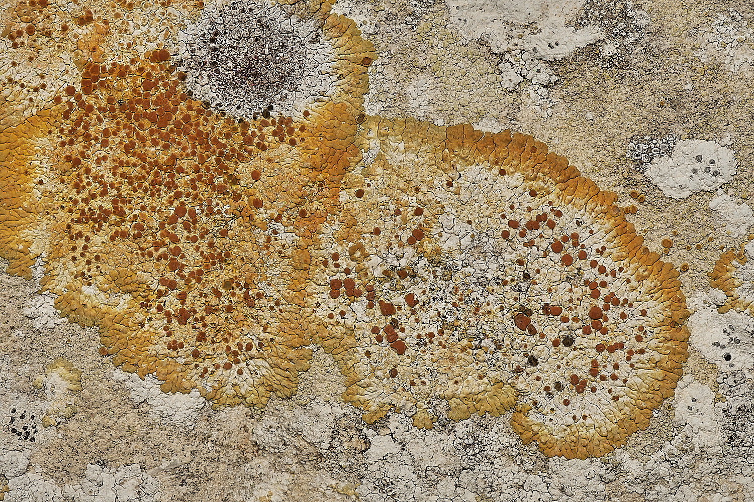 StPeter&PaulLichen6061223-1-NEF_DxO_DeepPRIMEXD