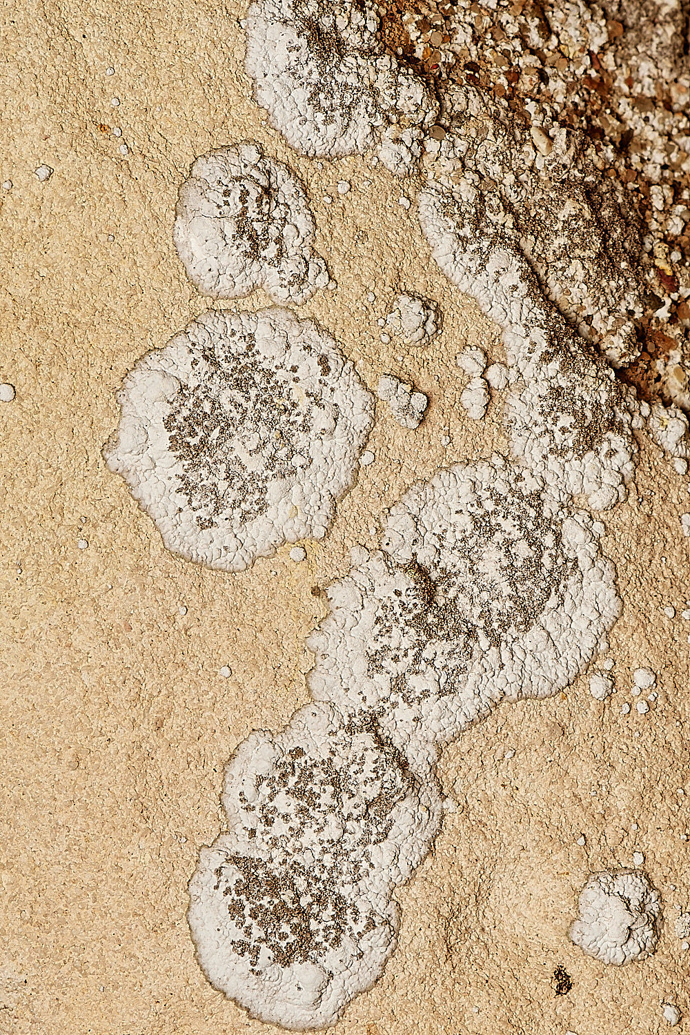 StPeter&PaulLichen7061223-1-NEF_DxO_DeepPRIMEXD