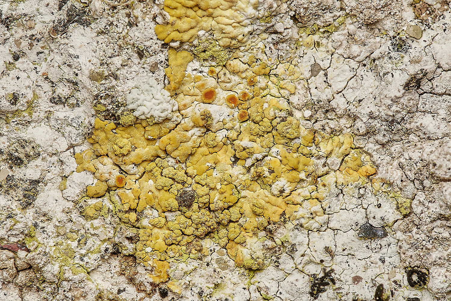 StPeter&PaulLichen8061223-1-NEF_DxO_DeepPRIMEXD