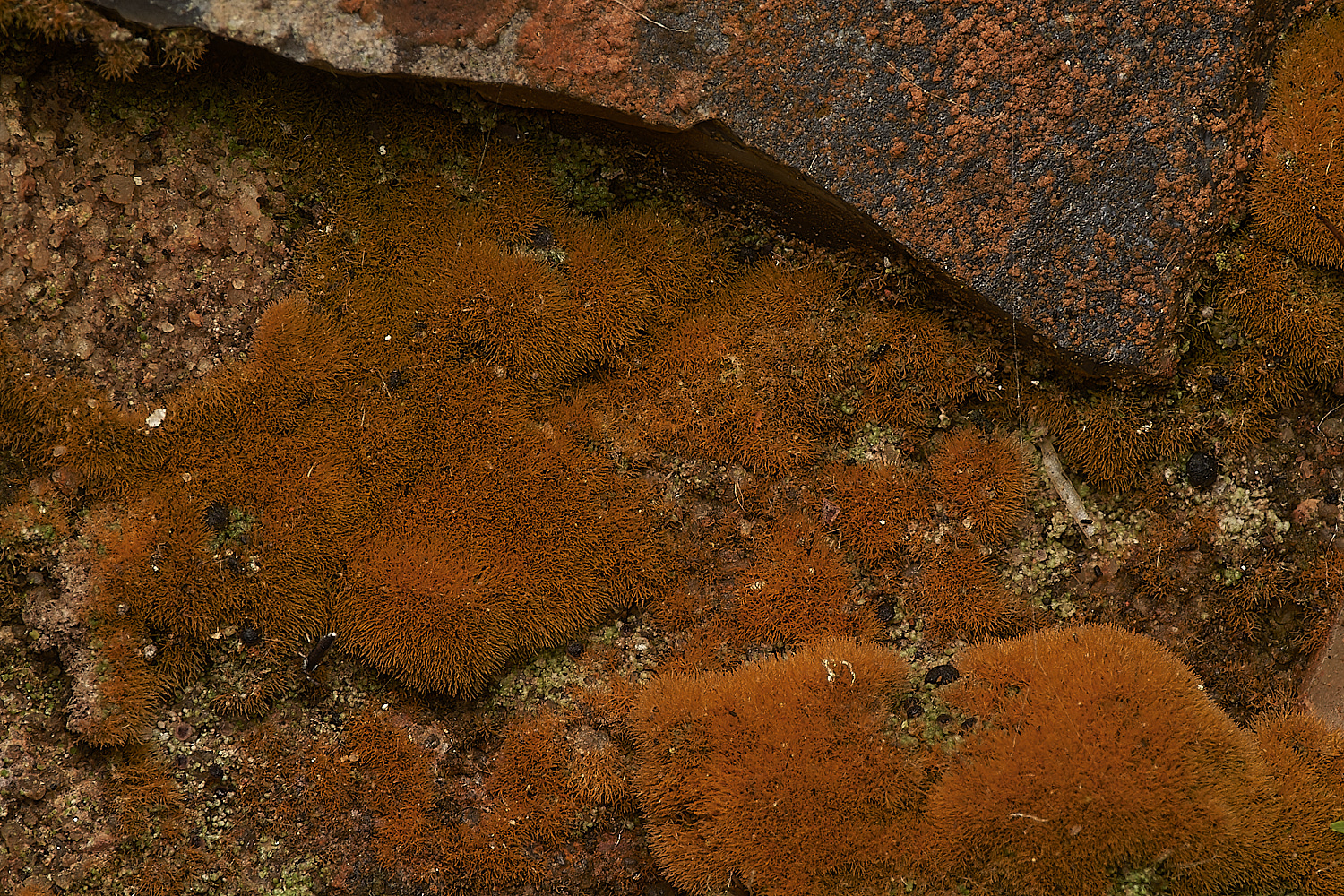 StPeter&PaulLichen9061223-1-NEF_DxO_DeepPRIMEXD