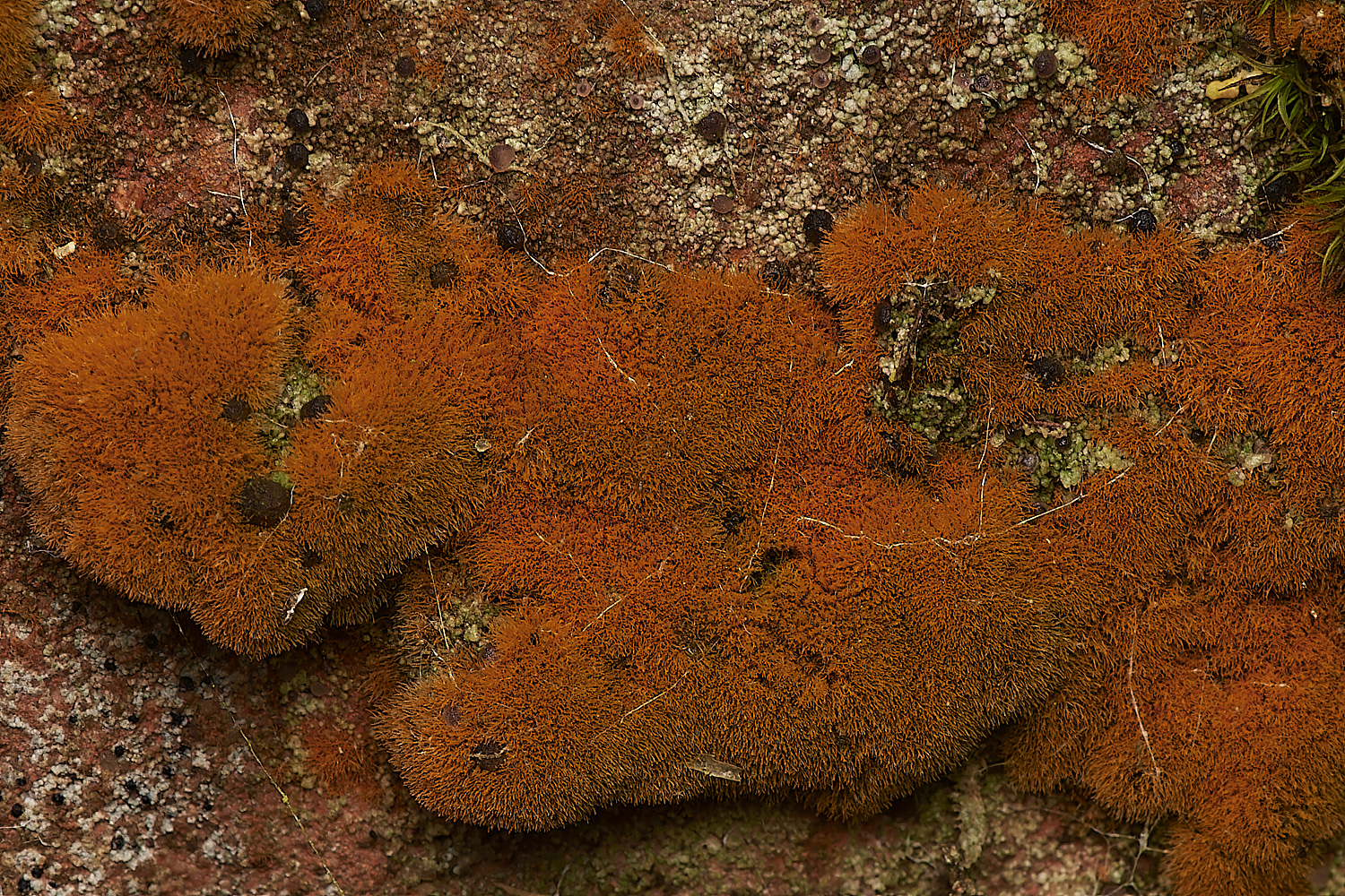 StPeter&PaulLichen9061223-2-NEF_DxO_DeepPRIMEXD