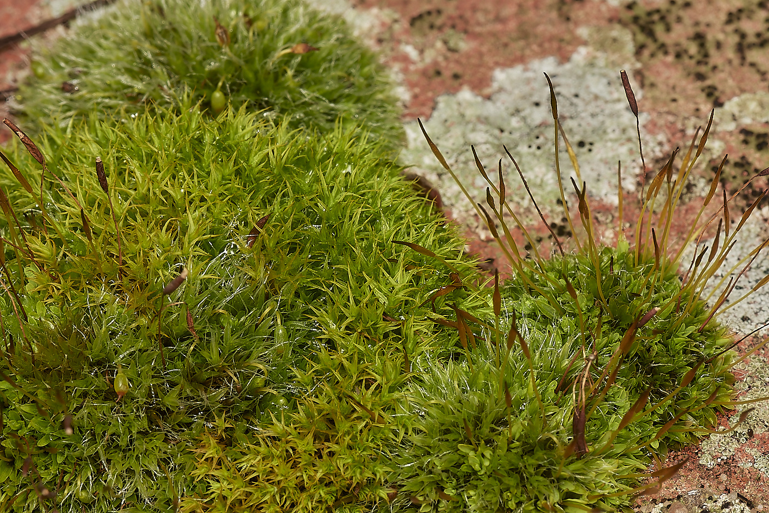 StPeter&PaulMedley061223-1-NEF_DxO_DeepPRIMEXD