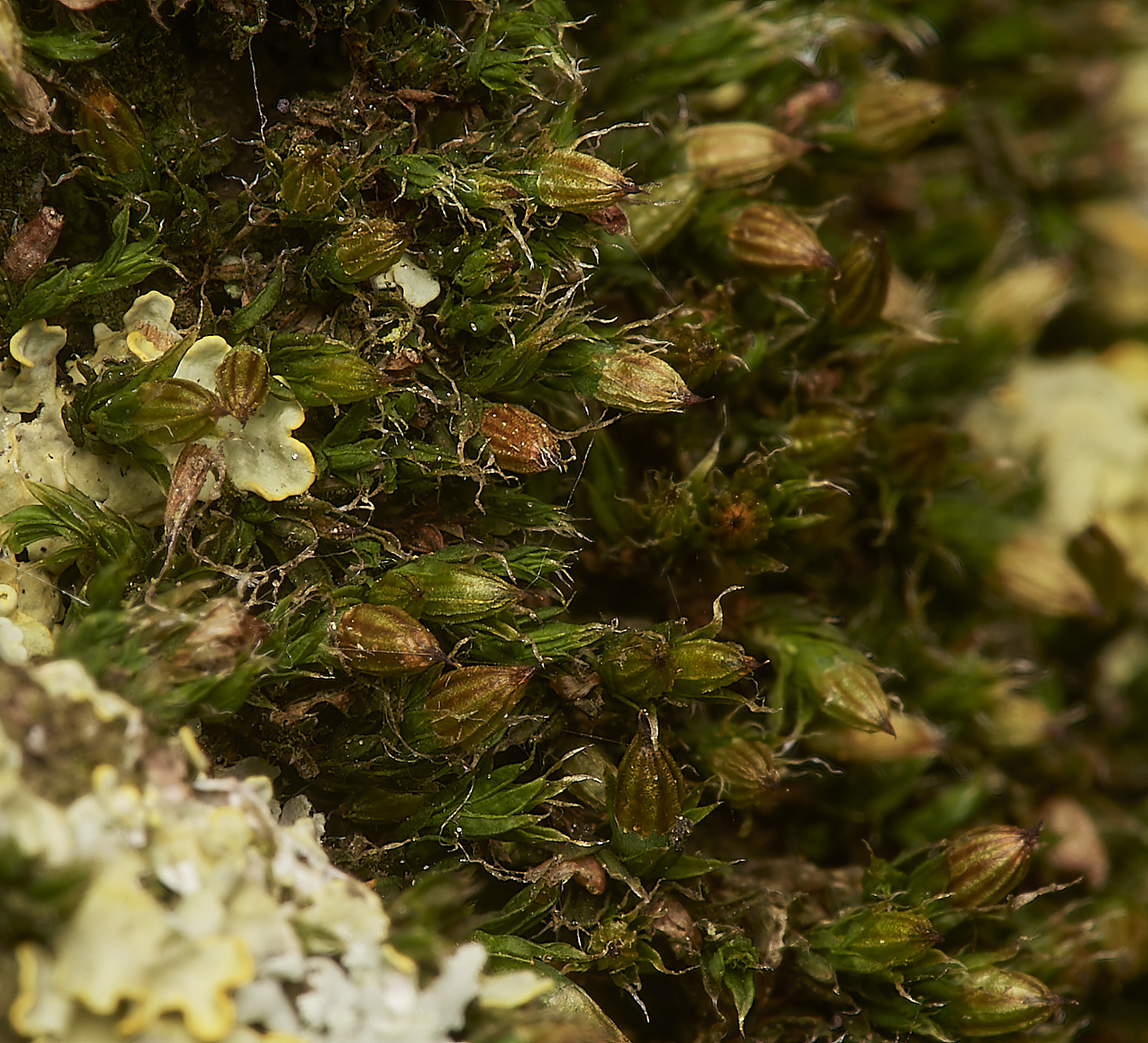 StPeter&PaulOdiaphanum061223-1-NEF_DxO_DeepPRIMEXD