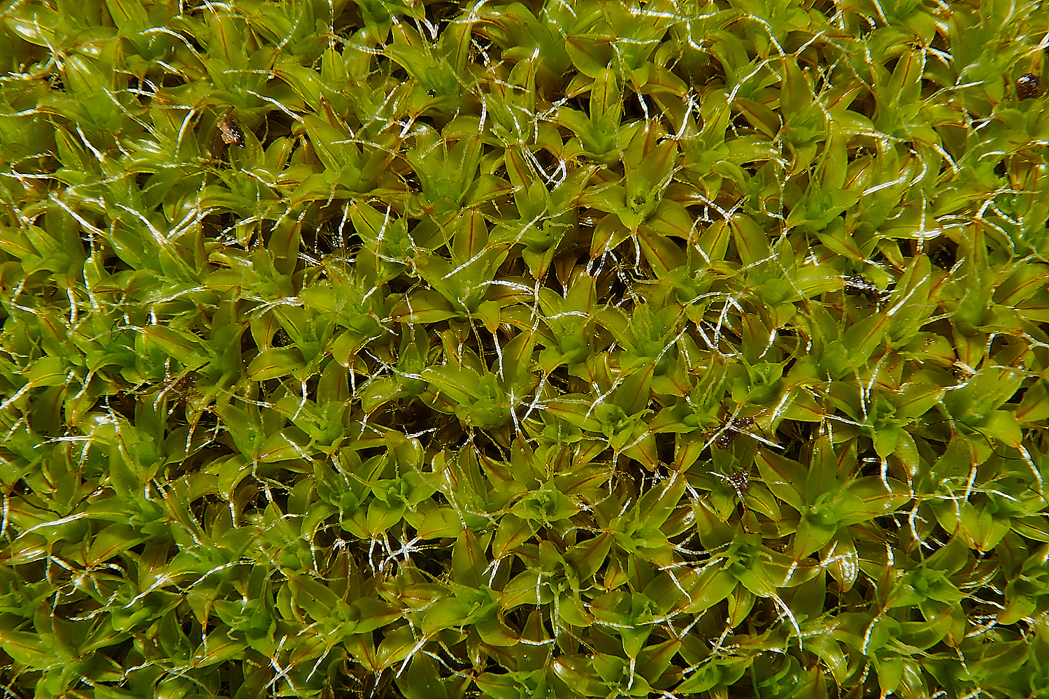 StPeter&PaulSintermedia051223-1