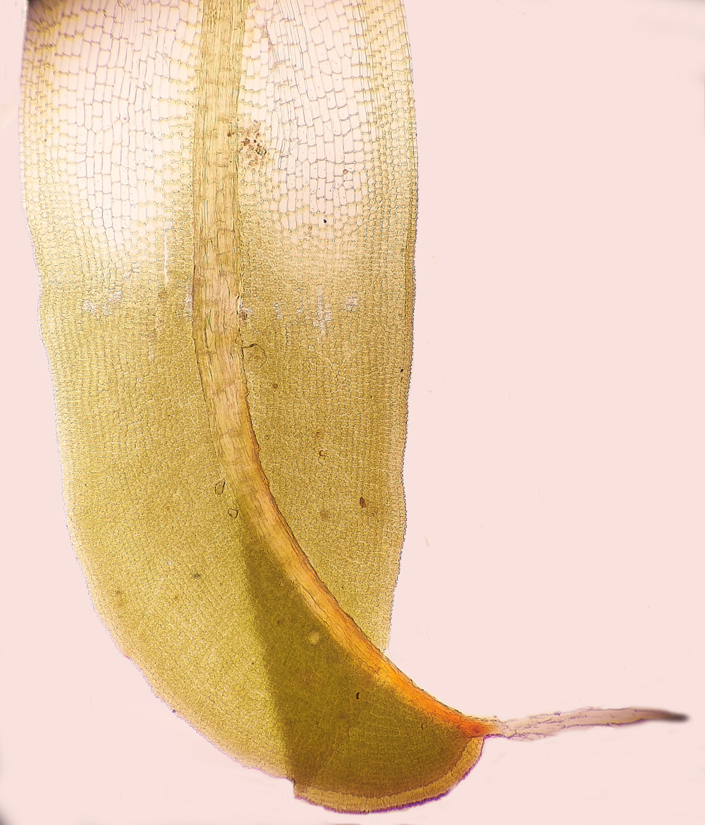 StPeter&PaulSintermedia061223-1 2