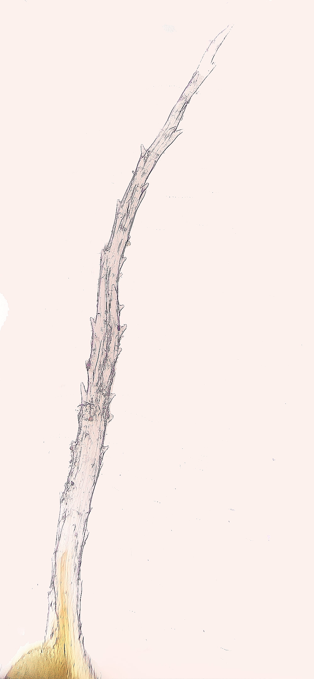 StPeter&PaulSintermedia061223-3 1