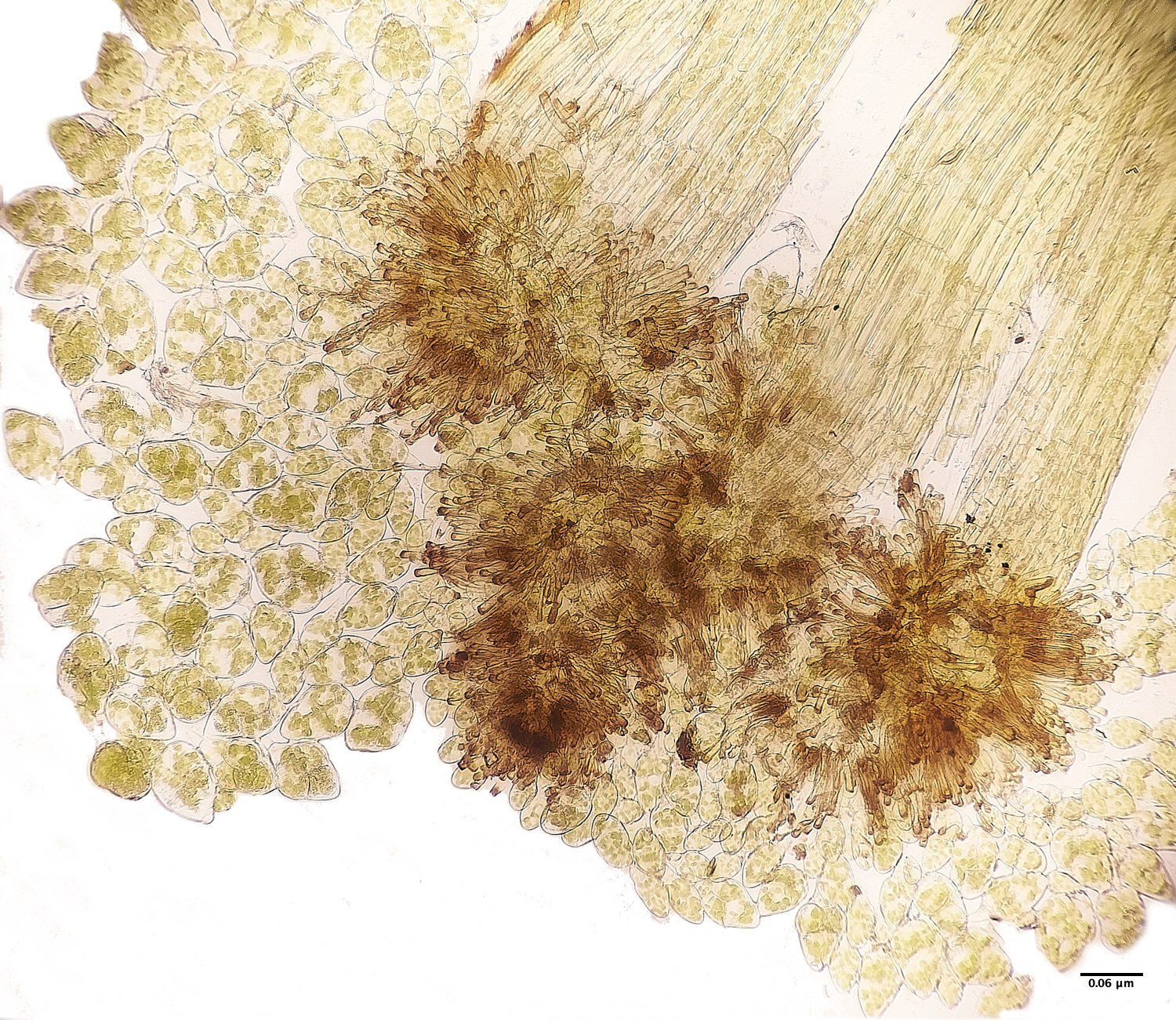 SweetBriarMarsgAandrogynum261123-1 1