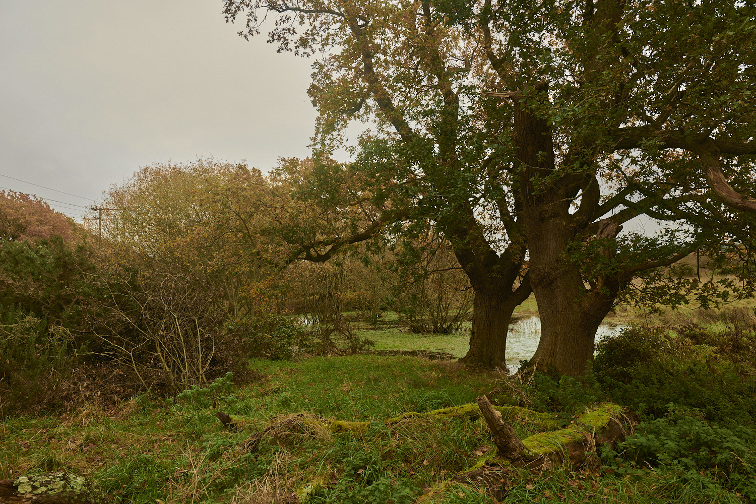 SweetBriarMarsh261123-1-NEF_DxO_DeepPRIMEXD