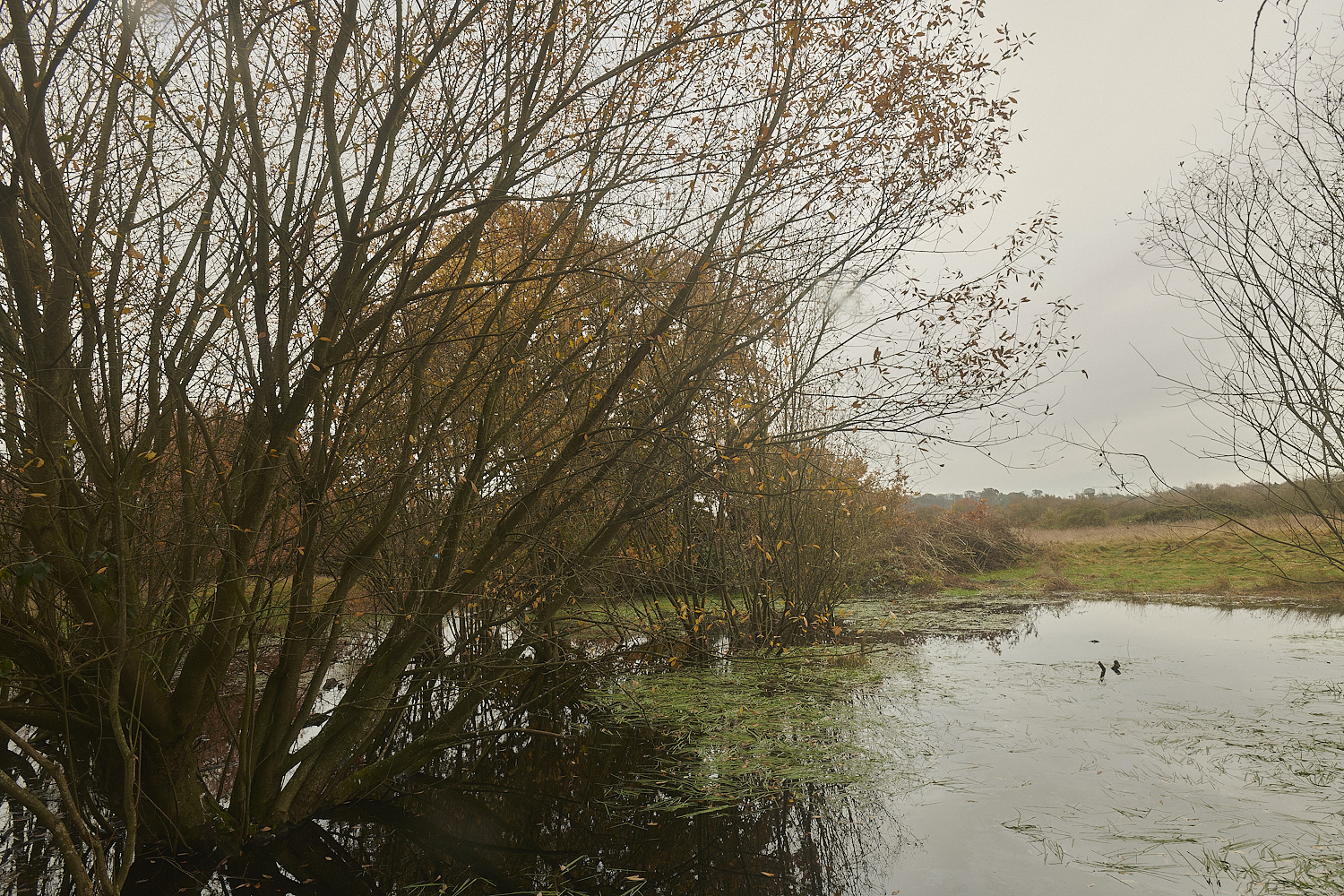 SweetBriarMarsh261123-2-NEF_DxO_DeepPRIMEXD