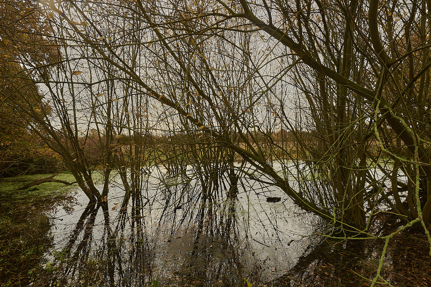 SweetBriarMarsh261123-3-NEF_DxO_DeepPRIMEXD