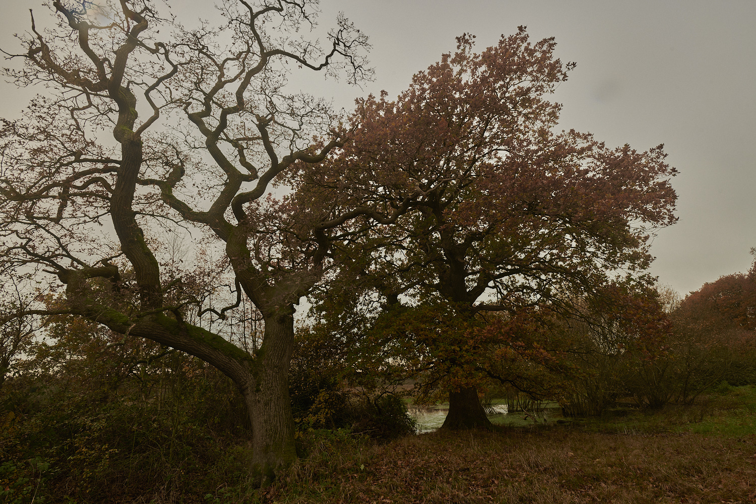 SweetBriarMarsh261123-4-NEF_DxO_DeepPRIMEXD