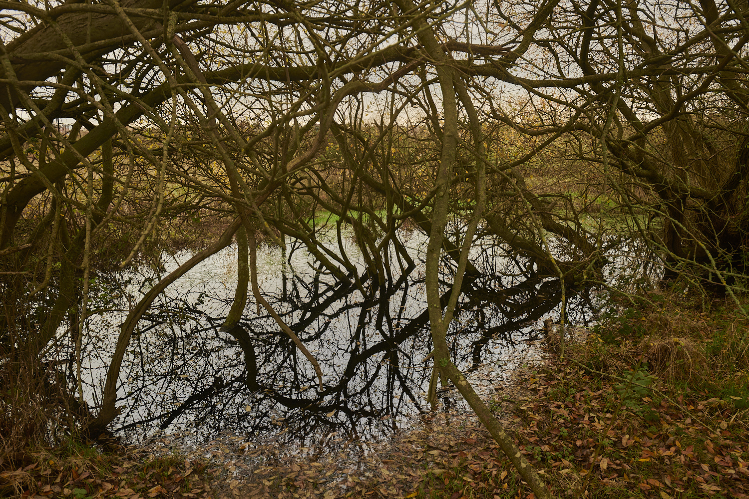 SweetBriarMarsh261123-5-NEF_DxO_DeepPRIMEXD