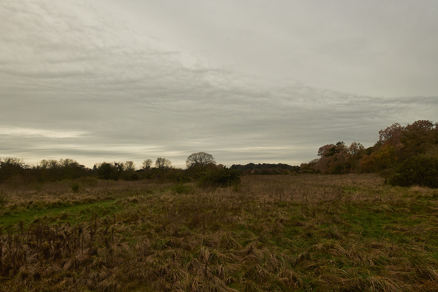 SweetBriarMarsh261123-6-NEF_DxO_DeepPRIMEXD