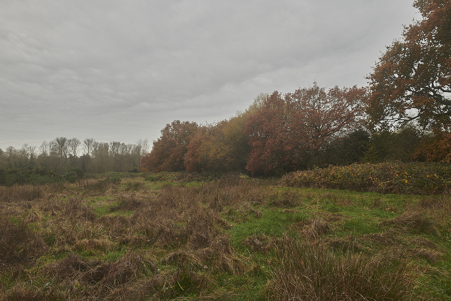 SweetBriarMarsh261123-7-NEF_DxO_DeepPRIMEXD