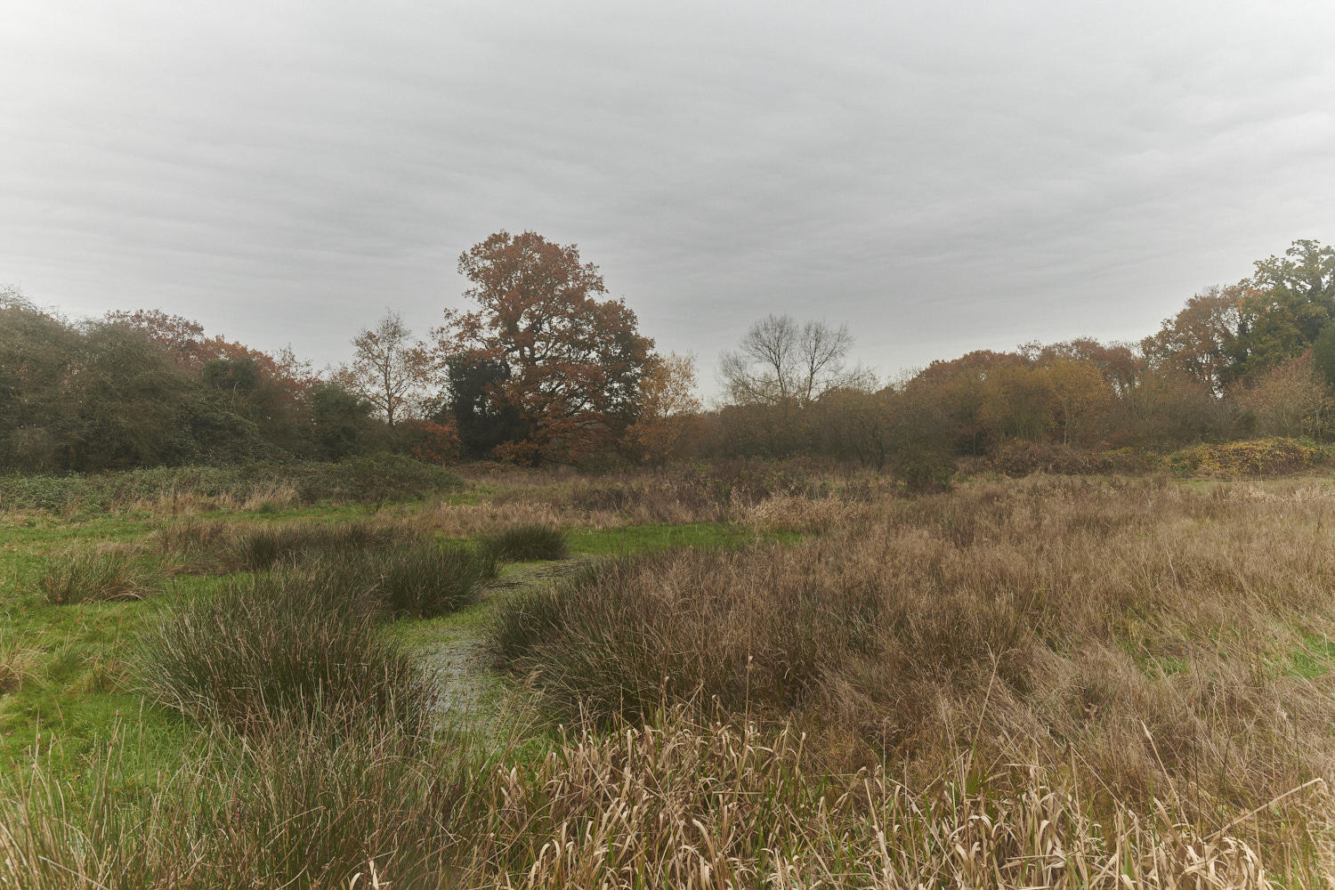 SweetBriarMarsh261123-8-NEF_DxO_DeepPRIMEXD