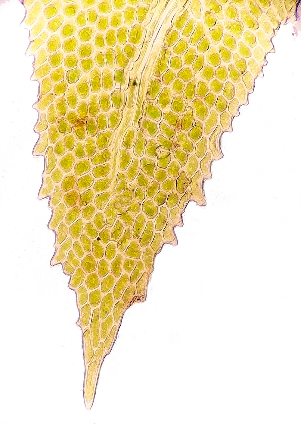 SweetBriarMarshAandrogynum261123-3