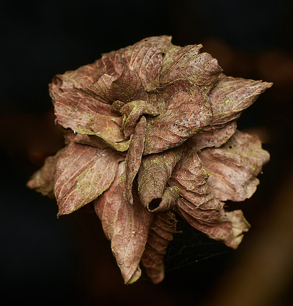 SweetBriarMarshCameliaGall261123-1-NEF_DxO_DeepPRIMEXD