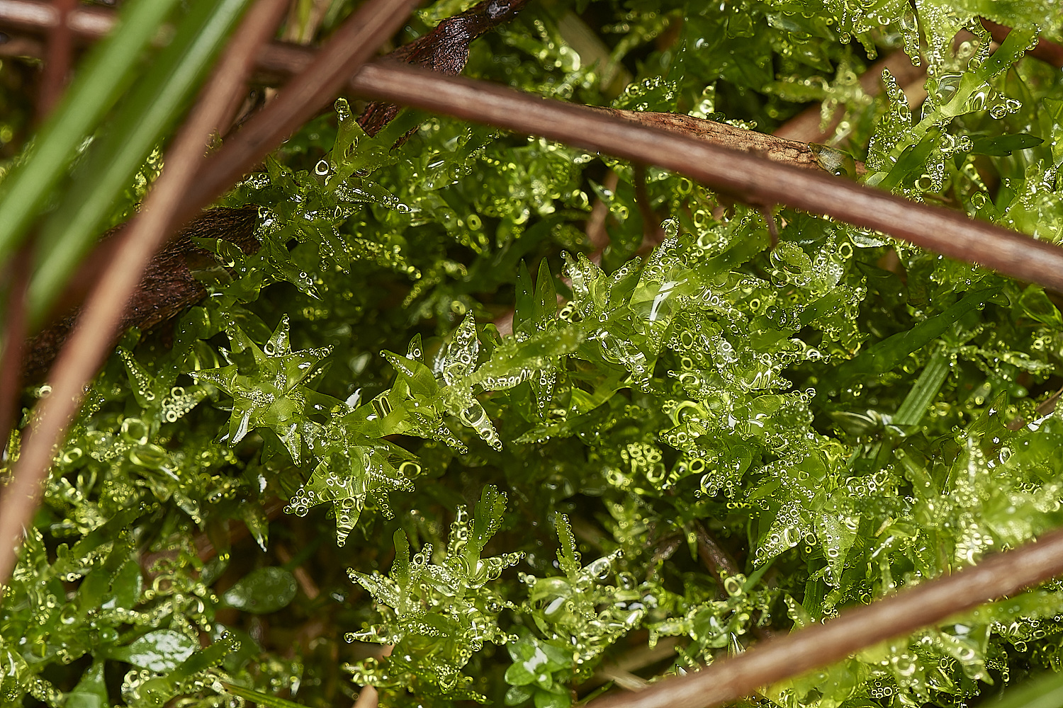 SweetBriarMarshCcordifolium261123-1-NEF_DxO_DeepPRIMEXD