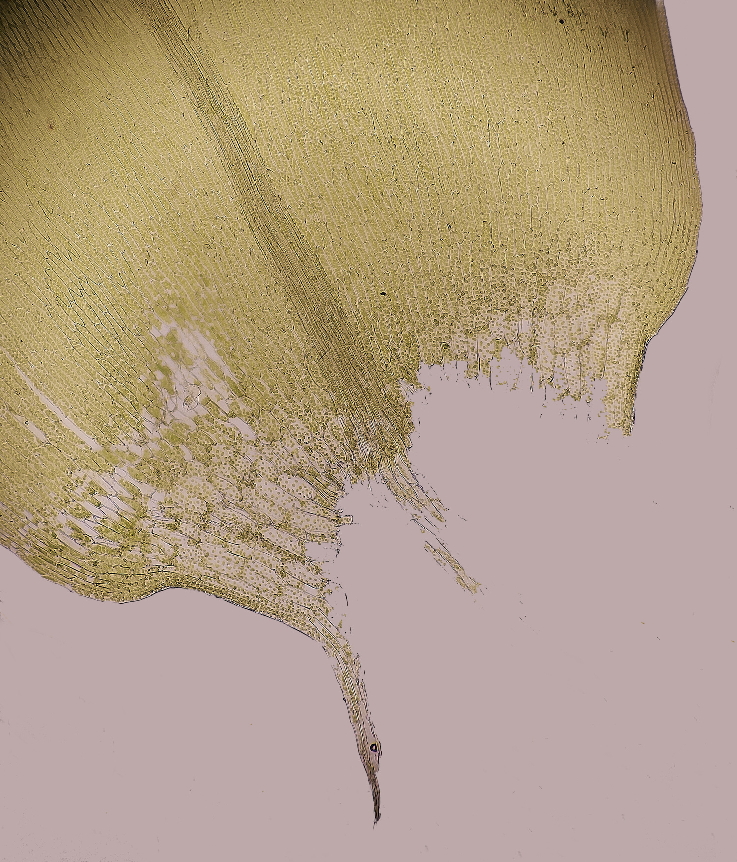 SweetBriarMarshCcordifolium261123-4