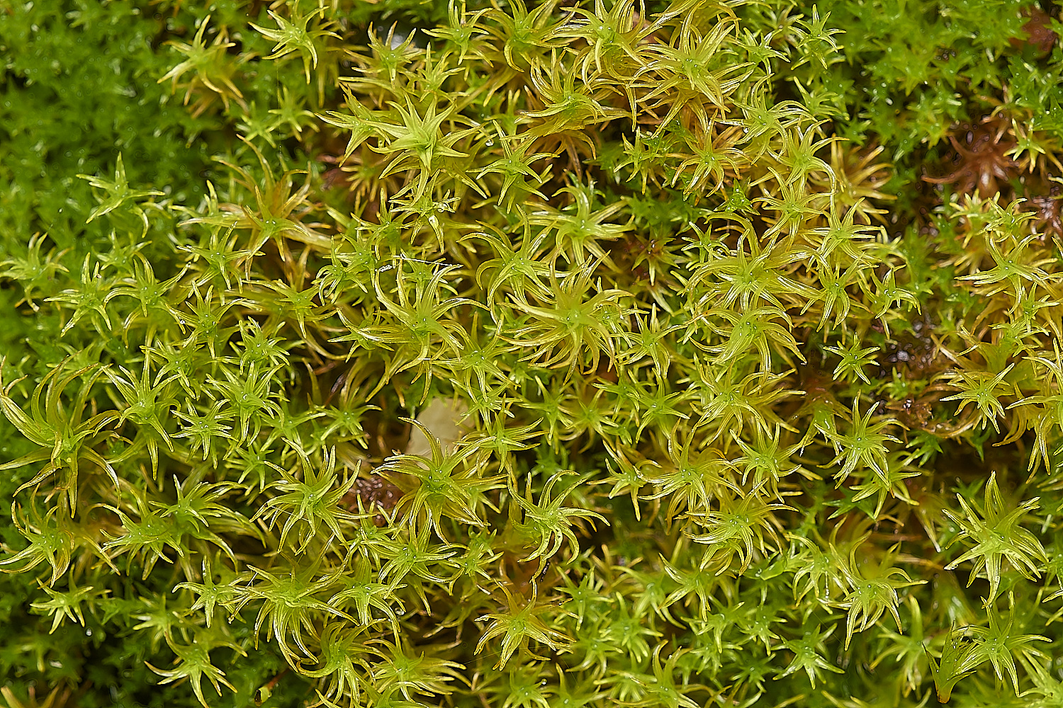 SweetBriarMarshDinsulanus261123-1-NEF_DxO_DeepPRIMEXD