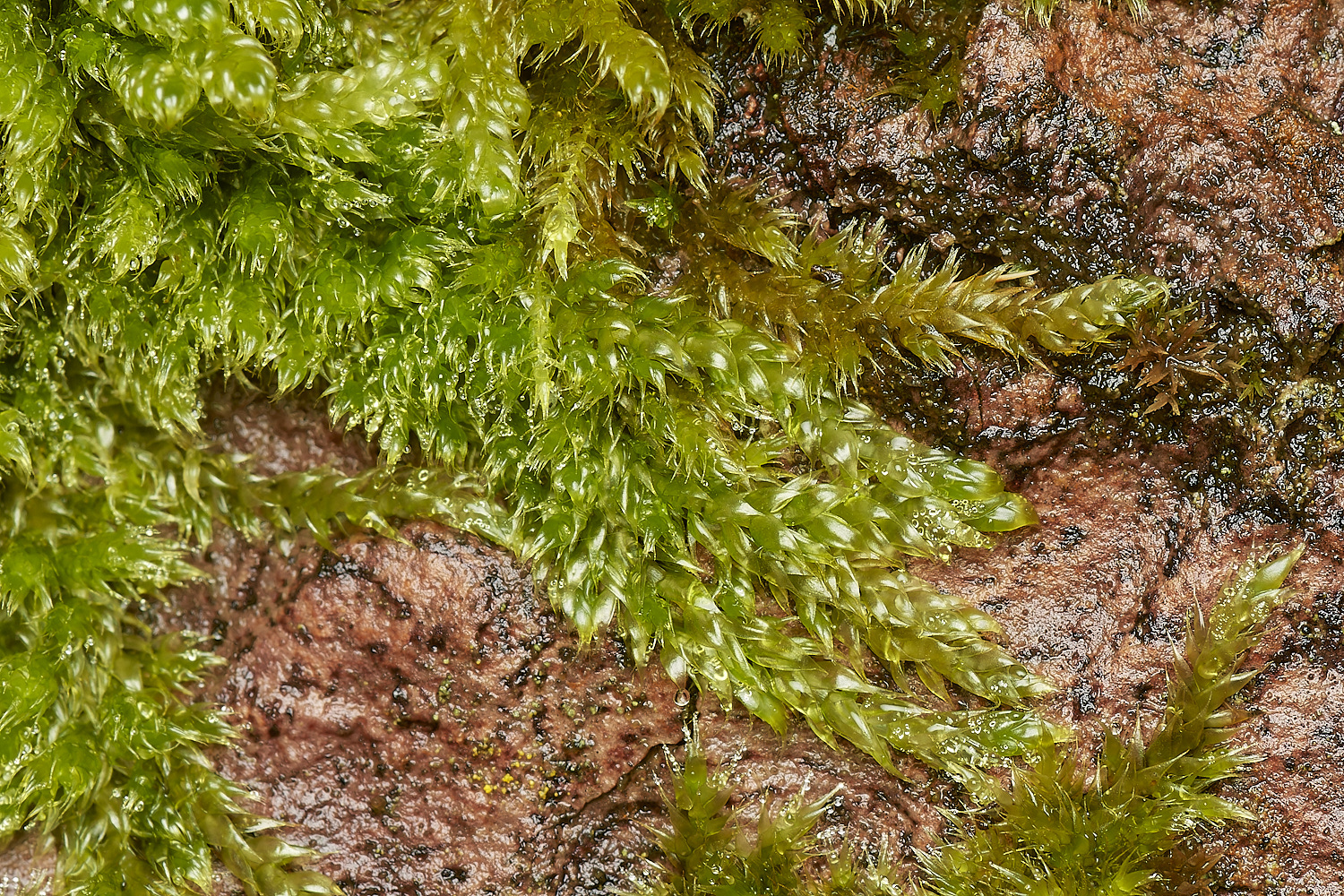 SweetBriarMarshHypnum261123-1-NEF_DxO_DeepPRIMEXD