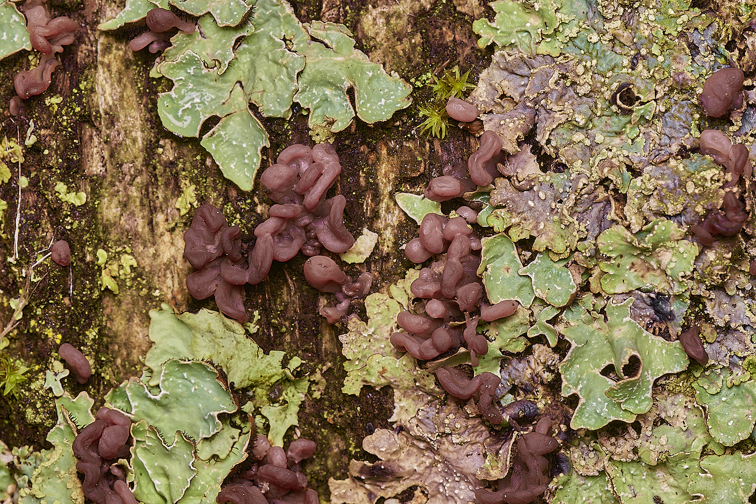 SweetBriarMarshPurple261123-1-NEF_DxO_DeepPRIMEXD