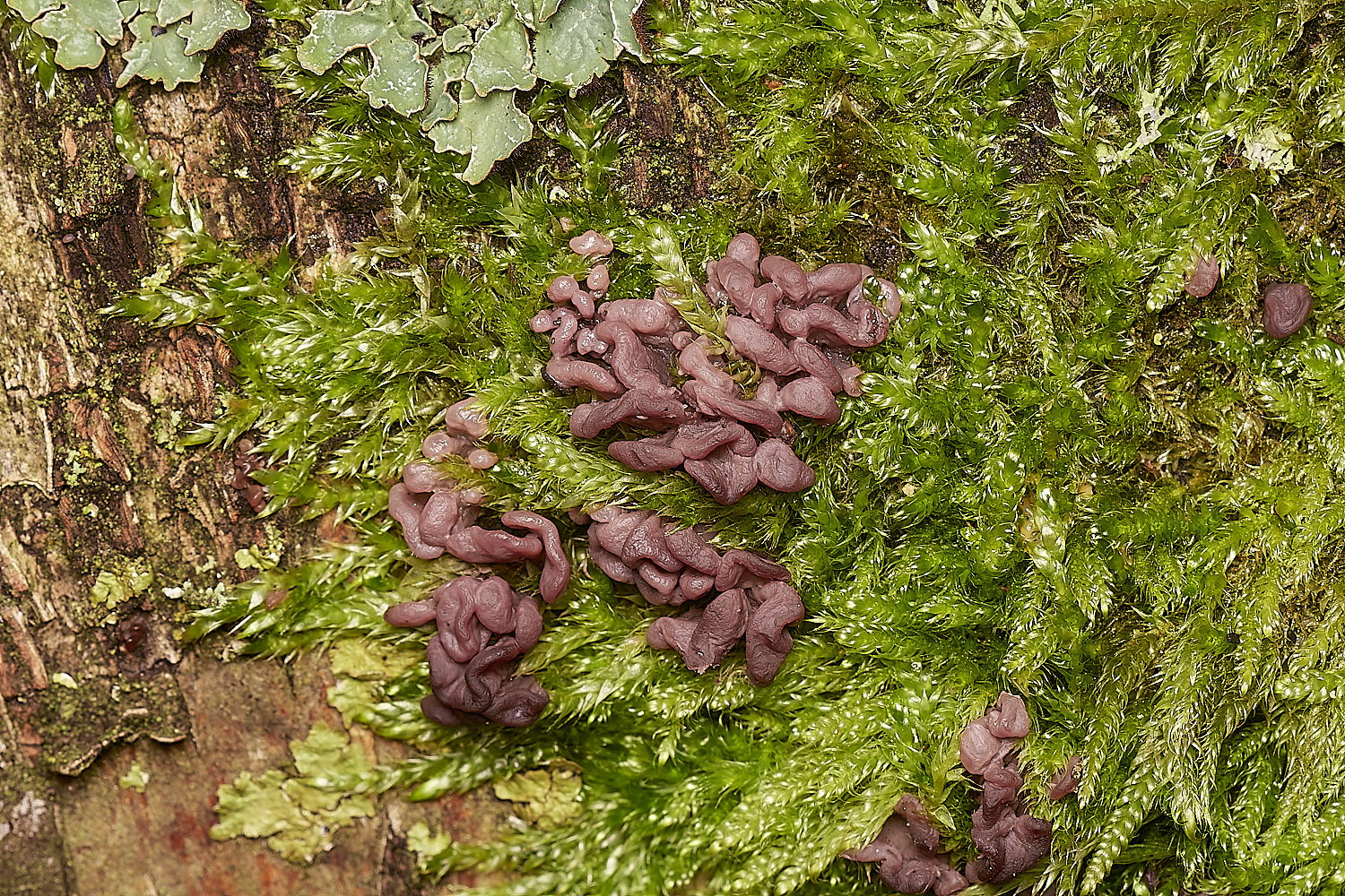 SweetBriarMarshPurple261123-2-NEF_DxO_DeepPRIMEXD