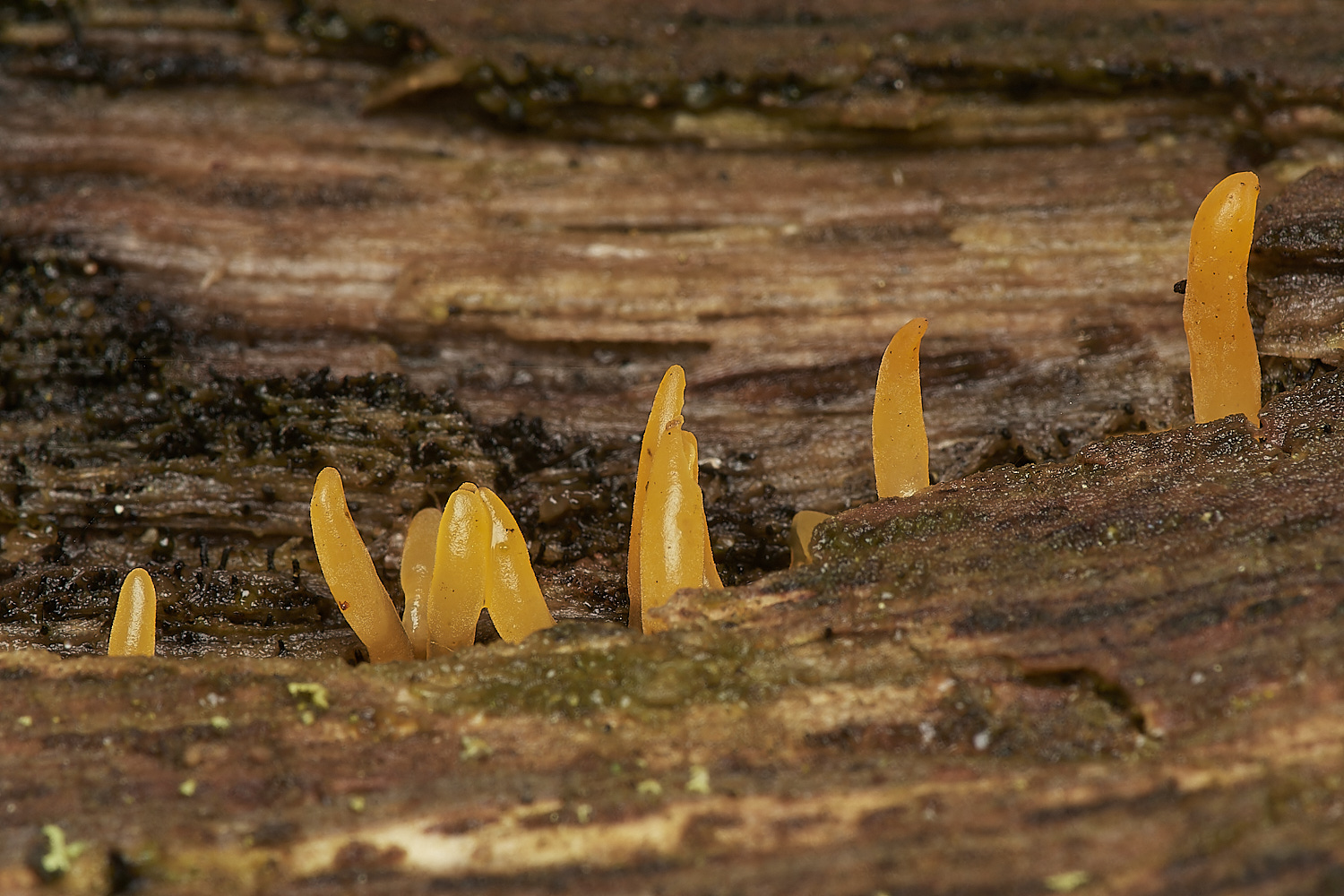 SweetBriarMarshStaghorn261123-1-NEF_DxO_DeepPRIMEXD