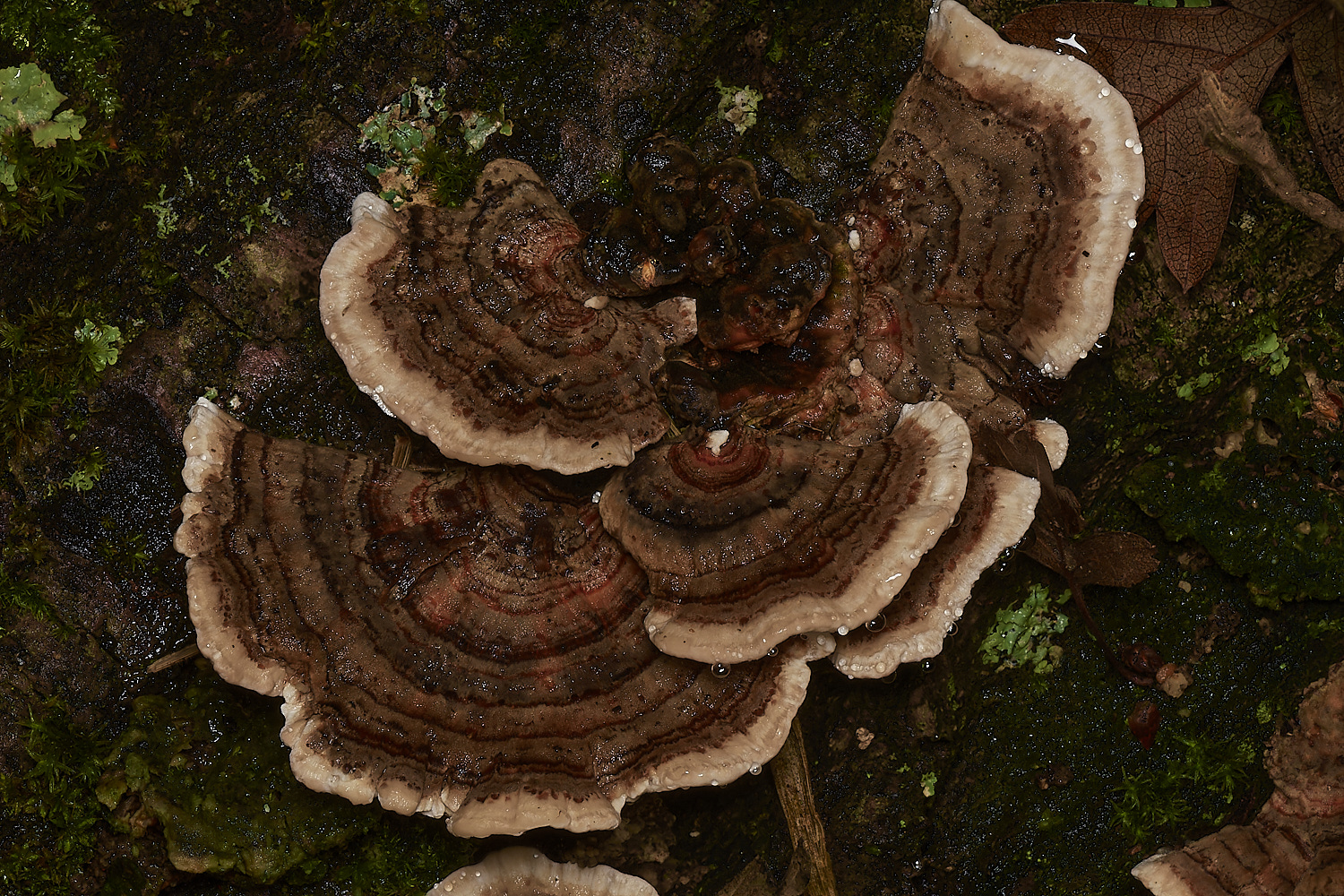 SweetBriarMarshTurkeyTail261123-1-NEF_DxO_DeepPRIMEXD