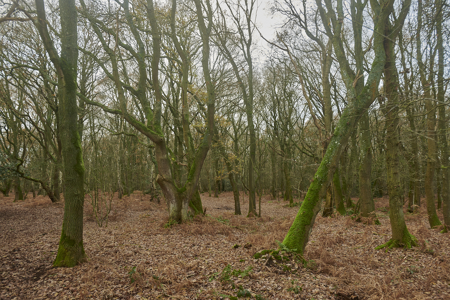 UogateCommon161223-1-NEF_DxO_DeepPRIMEXD 1