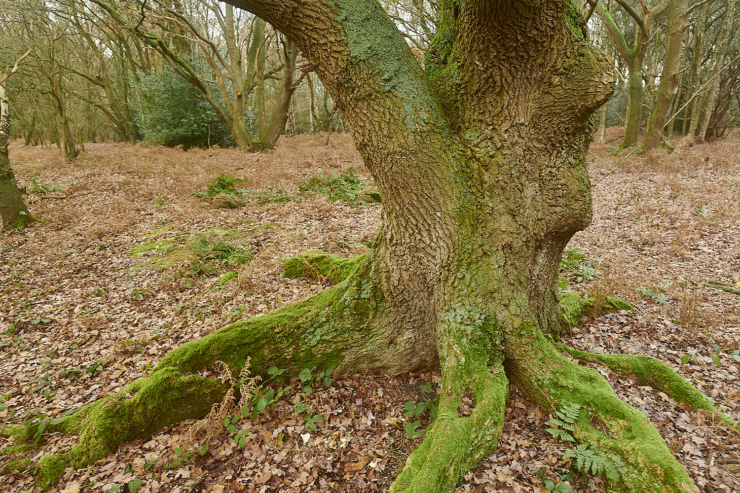 UogateCommon161223-2-NEF_DxO_DeepPRIMEXD 1