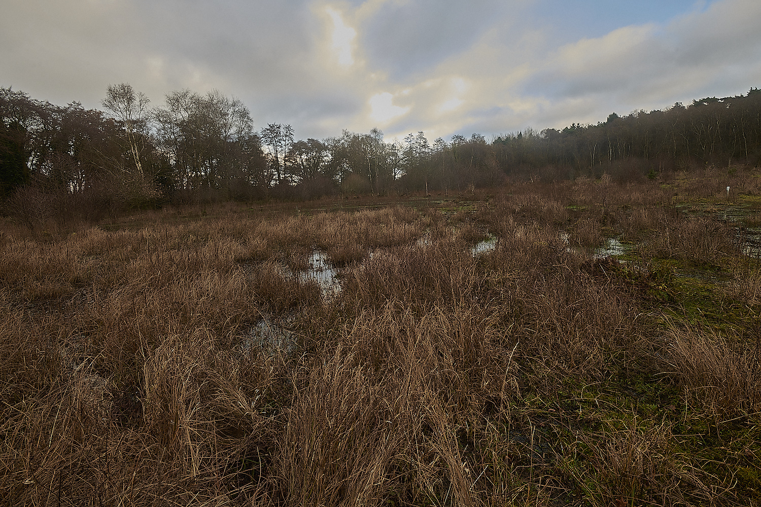 UogateCommon161223-3-NEF_DxO_DeepPRIMEXD 1