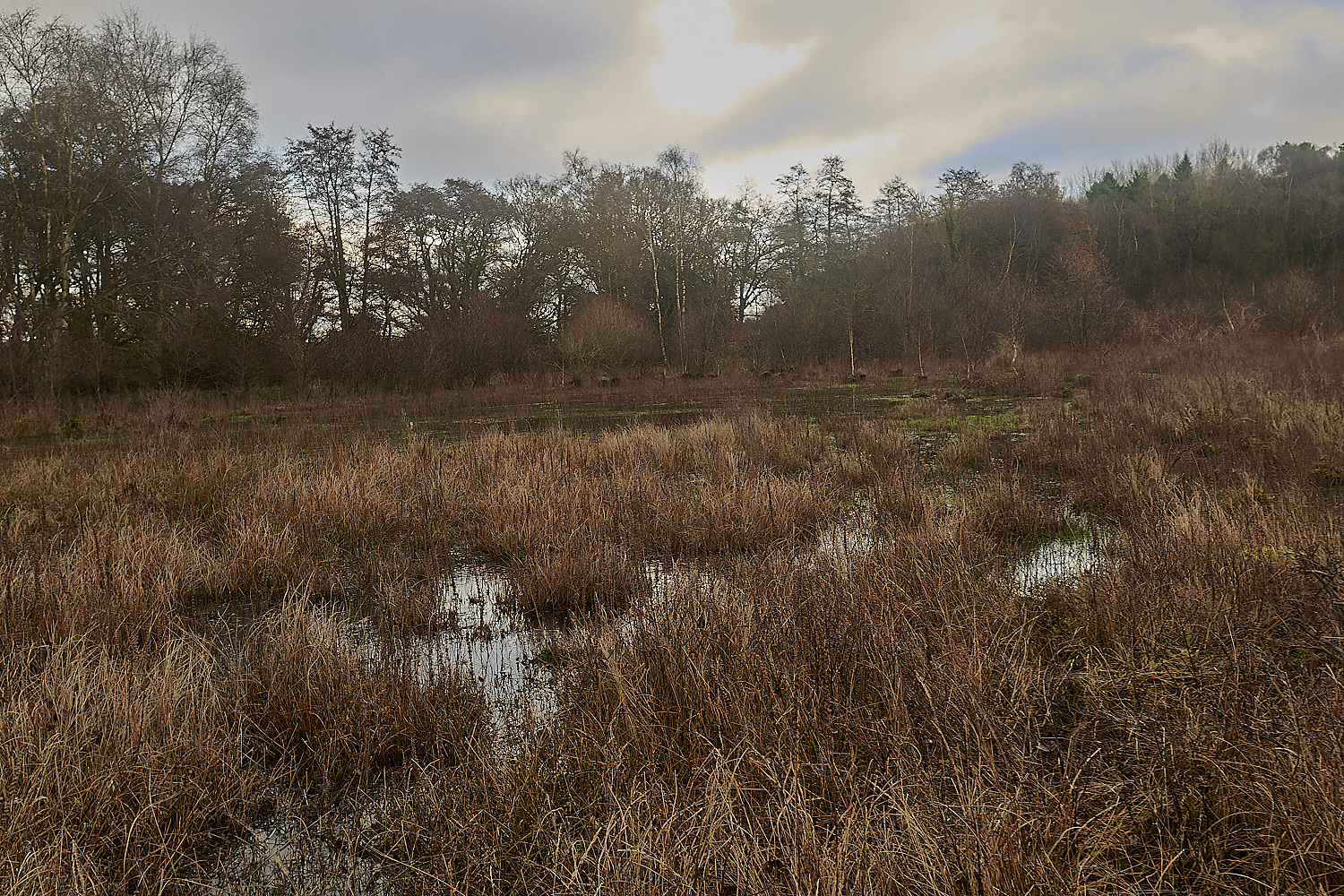 UogateCommon161223-4-NEF_DxO_DeepPRIMEXD 1