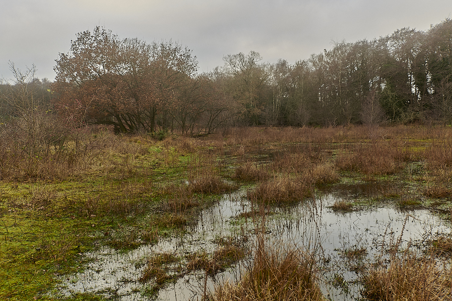 UogateCommon161223-5-NEF_DxO_DeepPRIMEXD 1