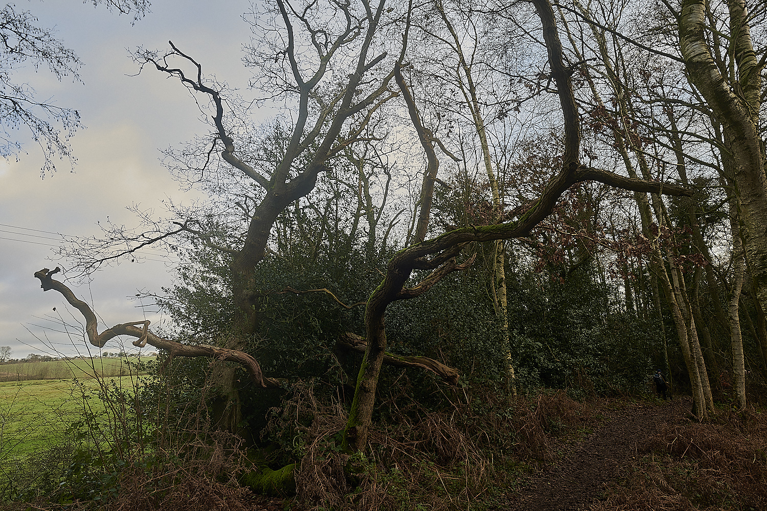 UogateCommon161223-7-NEF_DxO_DeepPRIMEXD 1