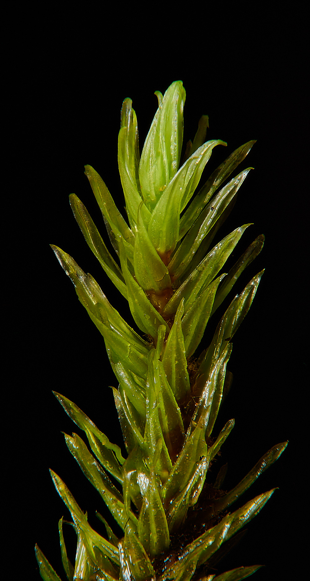 UpgateCommonApalustre161223-1