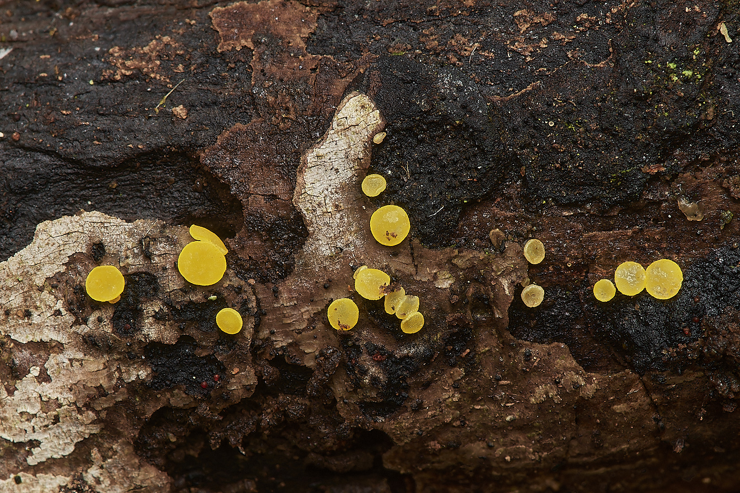 UpgateCommonBisporellacitrina161223-1-NEF_DxO_DeepPRIMEXD