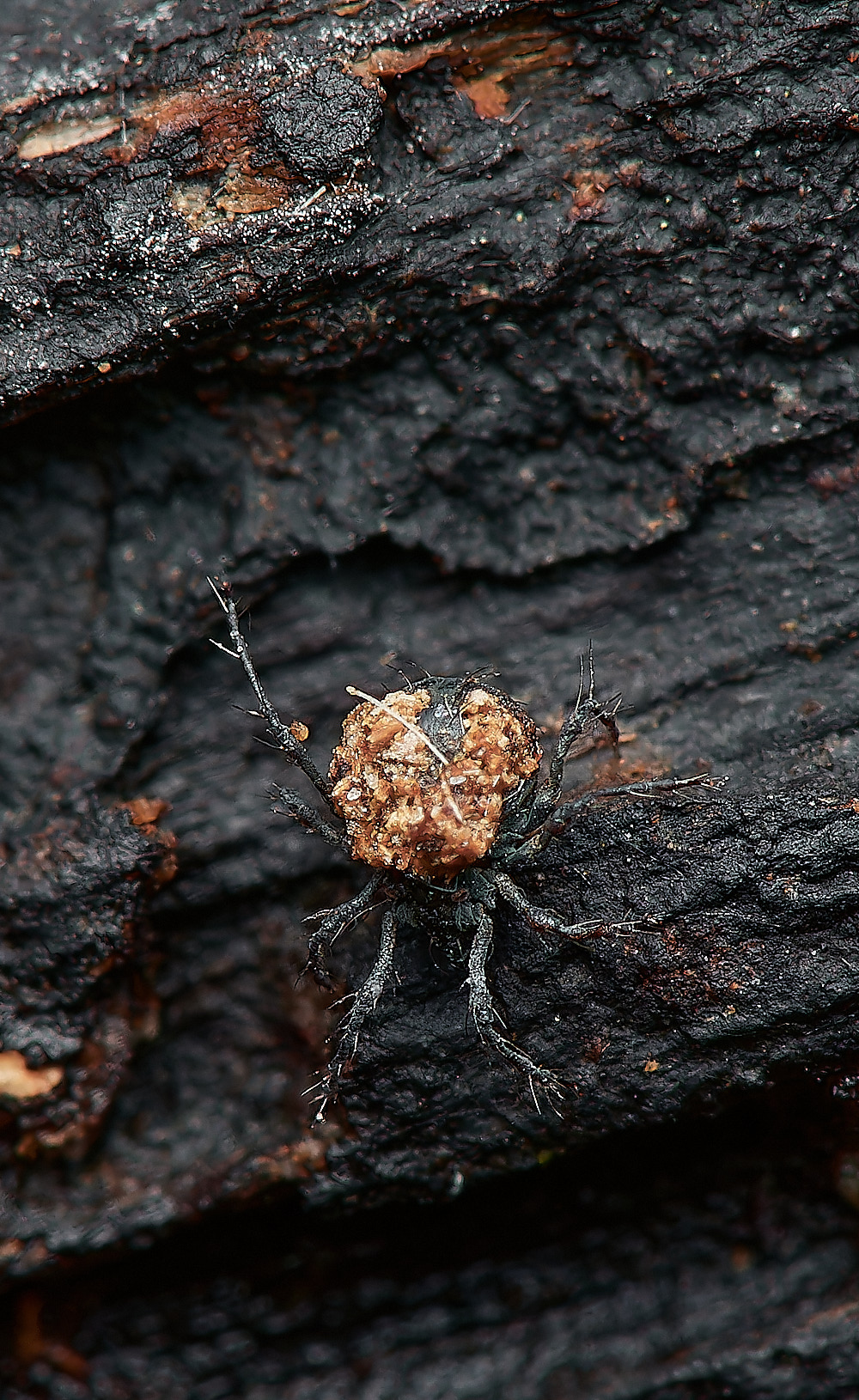 UpgateCommonBug161223-1-NEF_DxO_DeepPRIMEXD