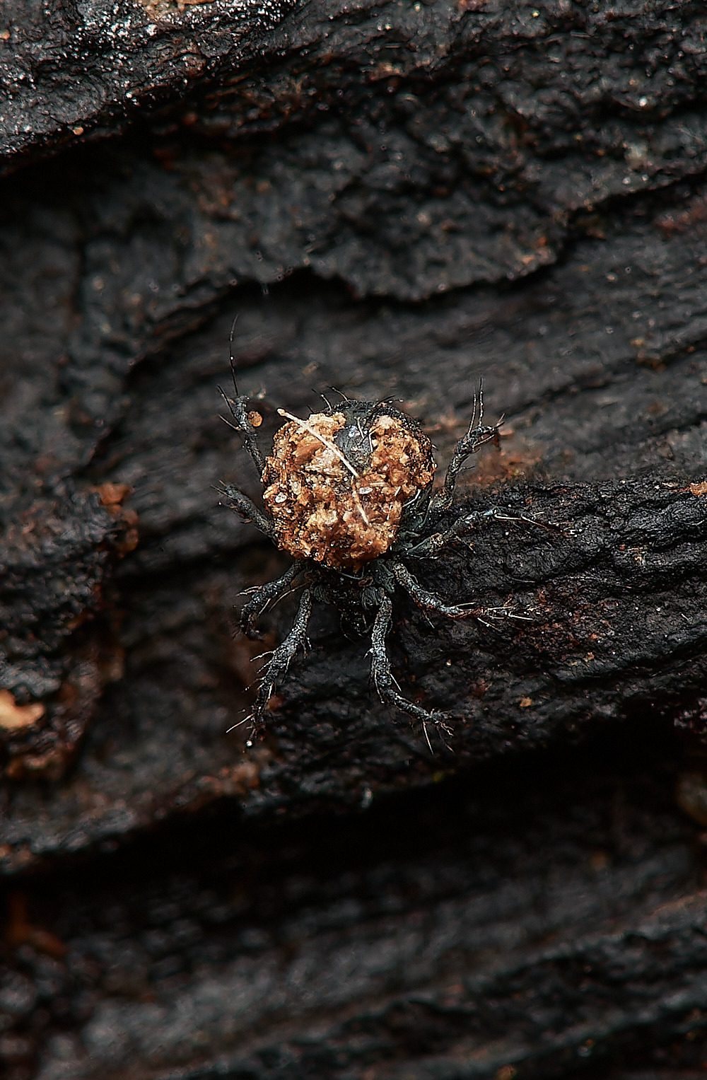 UpgateCommonBug161223-2-NEF_DxO_DeepPRIMEXD