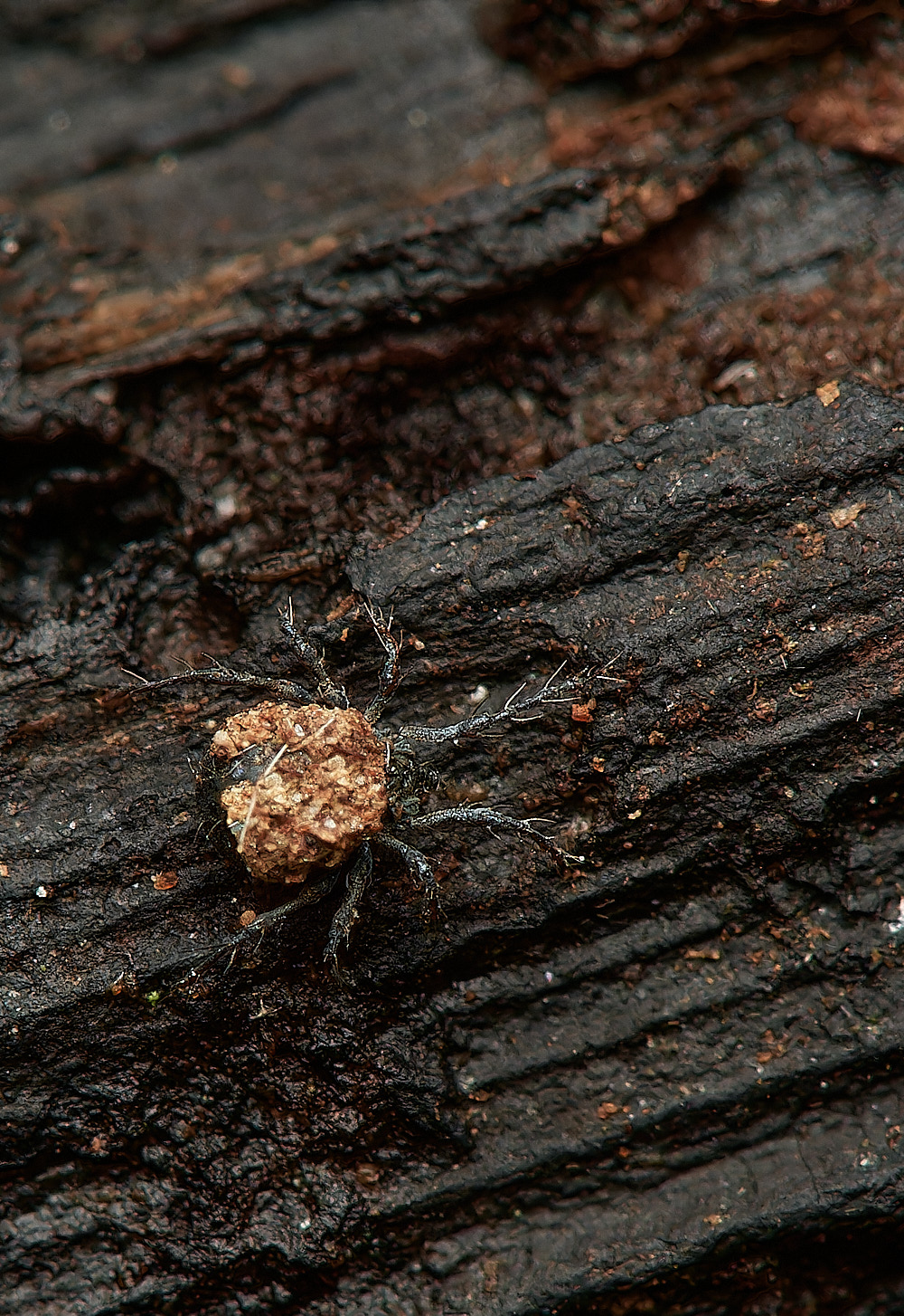 UpgateCommonBug161223-3-NEF_DxO_DeepPRIMEXD