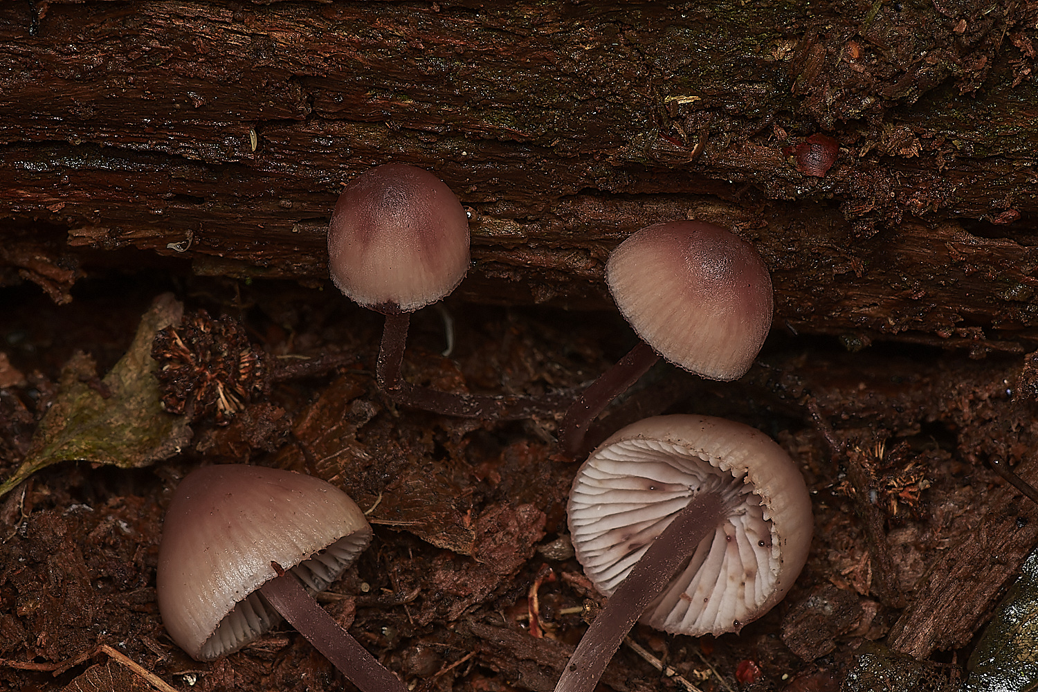 UpgateCommonBurgundyDropBonnet161223-1-NEF_DxO_DeepPRIMEXD