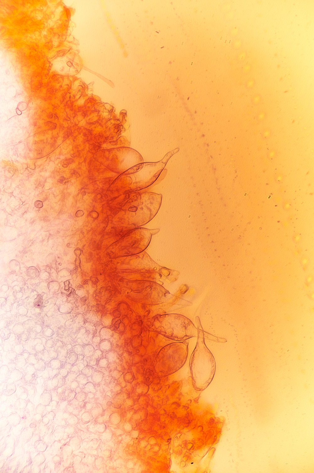 UpgateCommonBurgundyDropBonnet161223-1