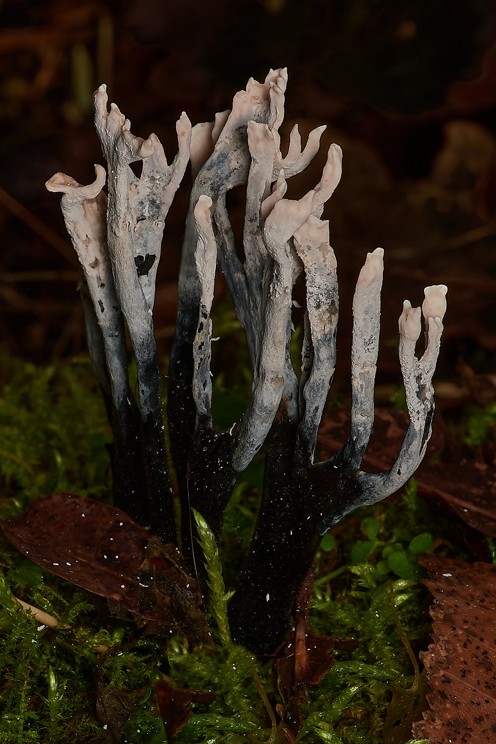 UpgateCommonCandleSnuff161223-2-NEF_DxO_DeepPRIMEXD