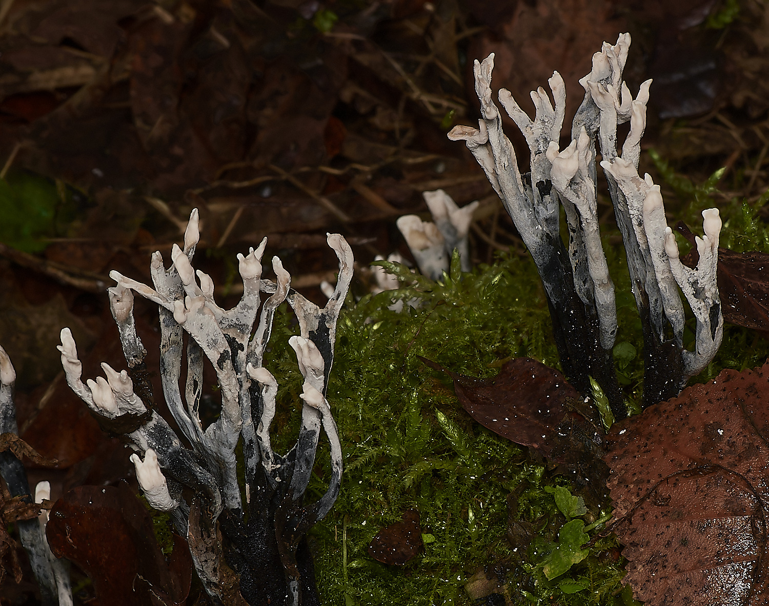 UpgateCommonCandlesnuff161223-4-NEF_DxO_DeepPRIMEXD